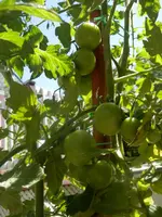 P7240486.webp