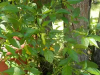 P7240490.webp