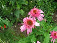 IMG_5656.webp