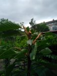 IMG_20170725_210313.jpg