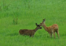 Ricke_Kitz_Pferdekoppel_kiss_900.JPG