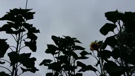 15010577539621803872601.webp