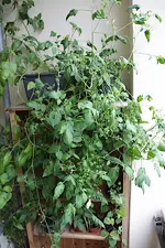 abc_170705.webp