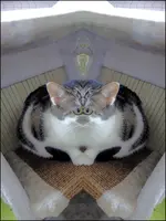F006.webp