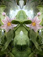 F010.webp