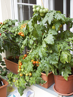 red_yellow_170723.webp