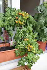 red_robin_170721.webp