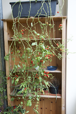 abc_170726.webp