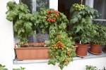 tomaten_170726.jpg