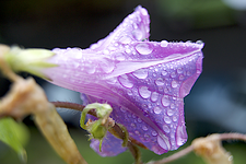 prunkwinde_violett_170726.webp