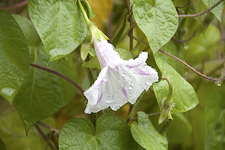 prunkwinde_weiss_170726.webp