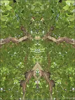 F013.webp