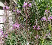 P1000611.webp