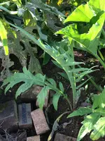 2017-07-26 Artischocke 2.webp