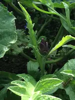 2017-07-26 Artischocke klein mit Blüte.webp 2017-07-26 Artischocke klein mit Blüte.webp