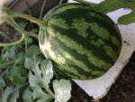 2017-07-26 Melone 15 cm.jpg