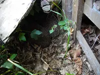 IMGP5082.webp