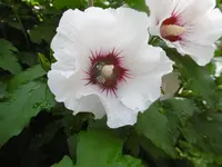 P1010506.webp