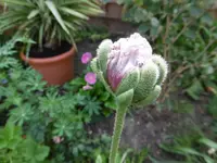 P1010500mohnknospe.webp