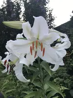 Lilly.webp