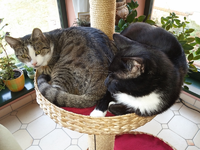 leni-ivo 18.01.15-01.webp