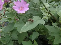 P1010517unbekannt.webp