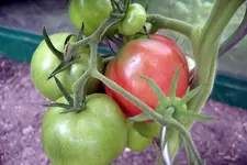 IMGP1375.webp