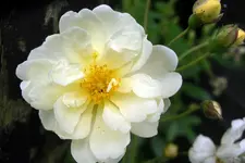 IMGP1378.webp