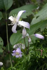 IMGP1382.webp