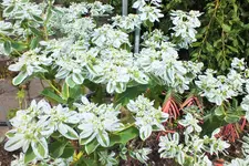 eupforbia marginata.JPG