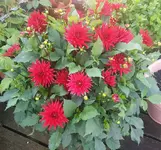 dahlie 28.07.17.webp