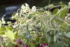prunkwinde_samenkapseln.webp