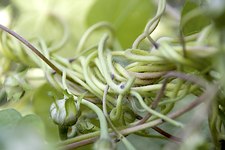 prunkwinde_verknotet.webp