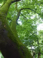P1020418.webp