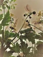 Herbstanemone3.webp