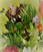 Tagetes3.webp