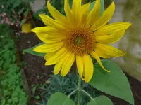 P1010180.webp