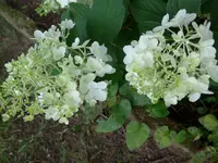 P1010181.webp