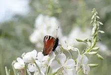 P1020534.webp