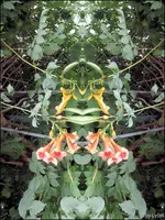 F015.webp