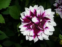 DSCI0539.webp