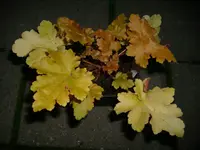 DSCI0537.webp