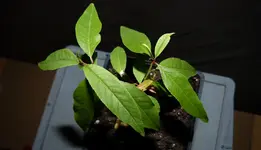 Pfirsich 1.webp