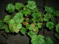 DSCI0541.webp