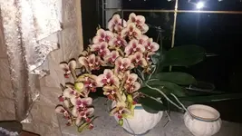 IMG-20170727-WA0039.webp