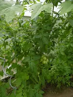 P1010536 (2).webp