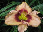 awesome blossom 2_1024x768.JPG
