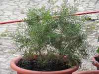 004.webp