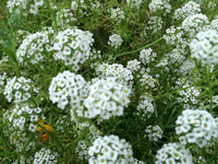 IMG-20170729-WA0004.webp