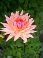 DSCI0542.webp